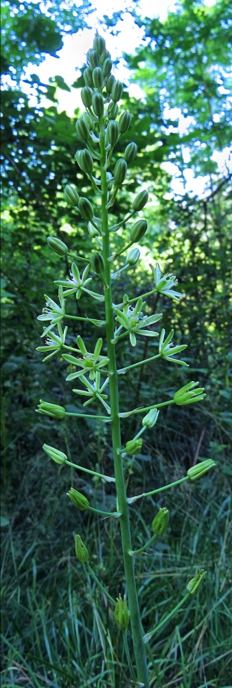 Loncomelos pyrenaicus
